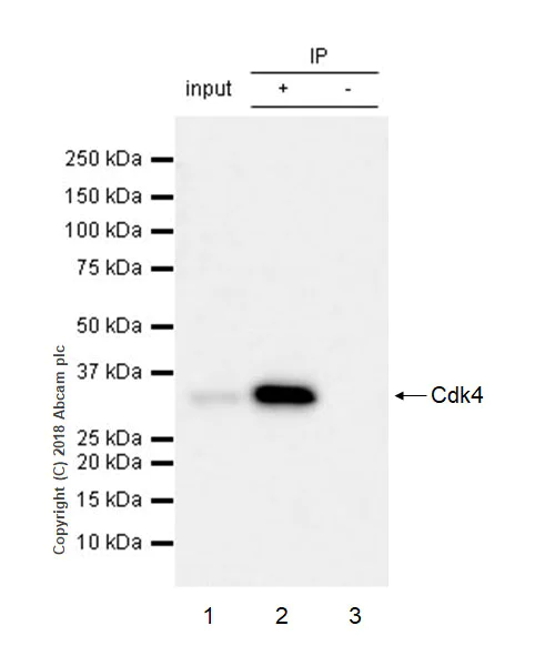 Immunoprecipitation - Anti-Cdk4 antibody [EPR2513Y] - BSA and Azide free (AB236042)