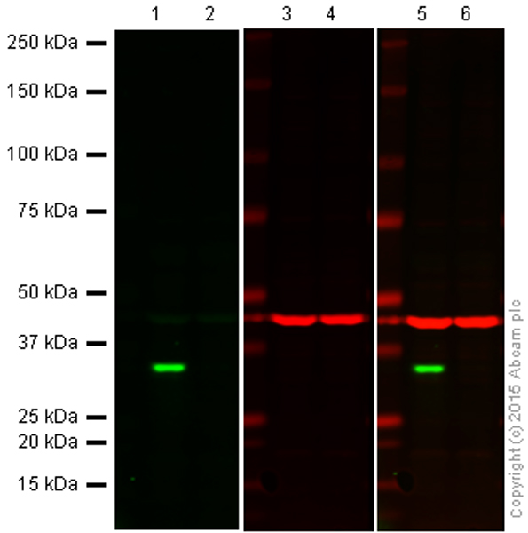 Western blot - Anti-Cdk4 antibody [EPR2513Y] - BSA and Azide free (AB236042), expandable thumbnail