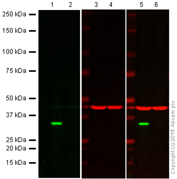 Western blot - Anti-Cdk4 antibody [EPR2513Y] - BSA and Azide free (AB236042)