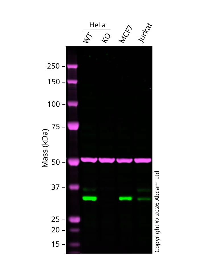 Western blot - Anti-Cdk4 antibody [EPR2513Y] - BSA and Azide free (AB236042)