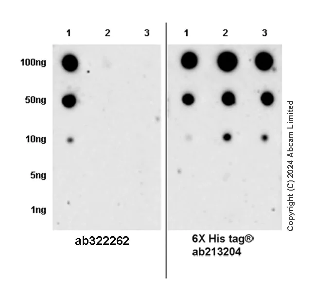Dot Blot - Anti-CDK4 antibody [EPR28092-70] - BSA and Azide free (AB324785)