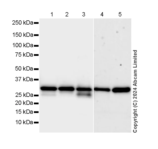 Western blot - Anti-CDK4 antibody [EPR28092-70] - BSA and Azide free (AB324785)
