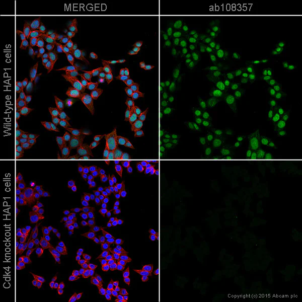 Immunocytochemistry/ Immunofluorescence - Anti-Cdk4 antibody [EPR4513-32-7] (AB108357)
