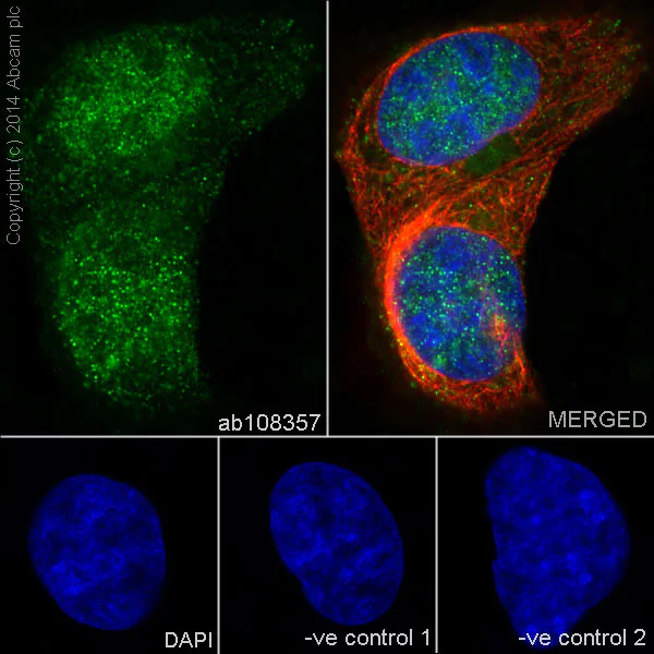 Immunocytochemistry/ Immunofluorescence - Anti-Cdk4 antibody [EPR4513-32-7] (AB108357)