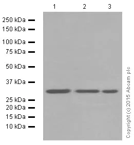 Western blot - Anti-Cdk4 antibody [EPR4513-32-7] (AB108357)