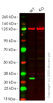 Western blot - Anti-Cdk4 antibody [EPR4513-32-7] (AB108357)