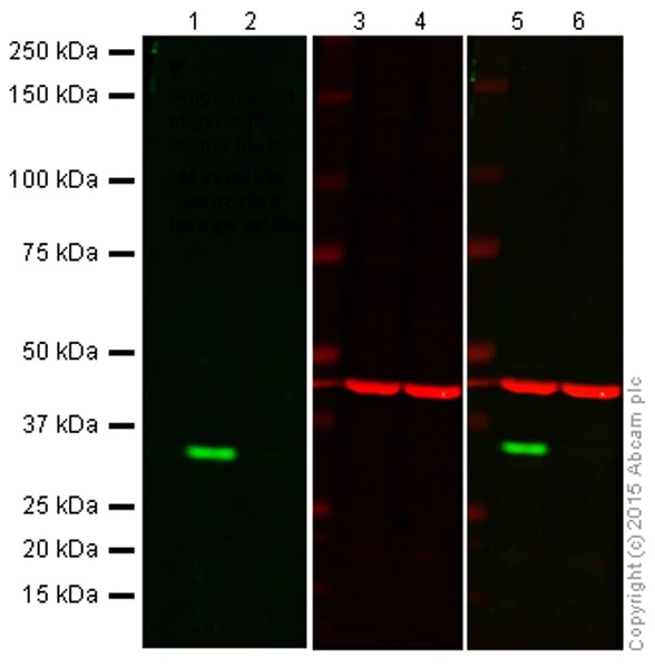 Western blot - Anti-Cdk4 antibody [EPR4513-32-7] - BSA and Azide free (AB213216), expandable thumbnail