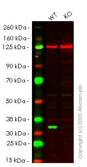 Western blot - Anti-Cdk4 antibody [EPR4513-32-7] - BSA and Azide free (AB213216), expandable thumbnail