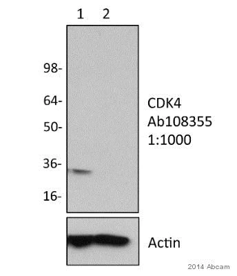 Western blot - Anti-Cdk4 antibody [EPR4513-54-3] (AB108355)