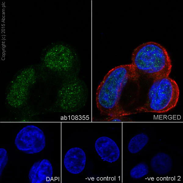 Immunocytochemistry/ Immunofluorescence - Anti-Cdk4 antibody [EPR4513-54-3] - BSA and Azide free (AB247645)