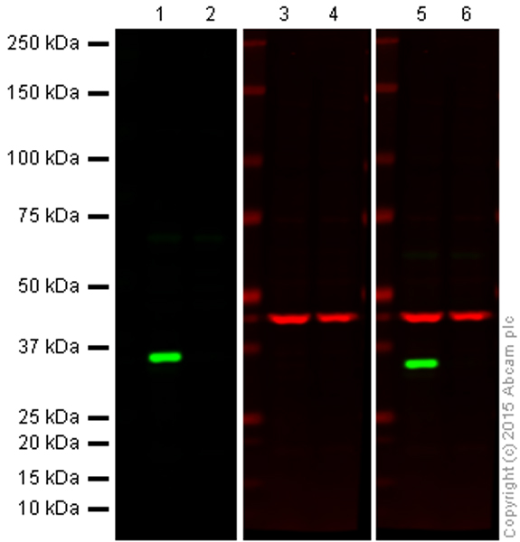Western blot - Anti-Cdk4 antibody [EPR4513-54-3] - BSA and Azide free (AB247645), expandable thumbnail