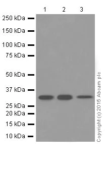 Western blot - Anti-Cdk4 antibody [EPR4513-54-3] - BSA and Azide free (AB247645)