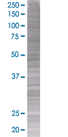 Cdk4 overexpression 293T lysate (whole cell)