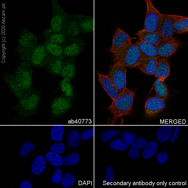 Immunocytochemistry/ Immunofluorescence - Anti-CDK5 antibody [EP715Y] (AB40773), expandable thumbnail
