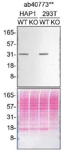 Western blot - Anti-CDK5 antibody [EP715Y] (AB40773)