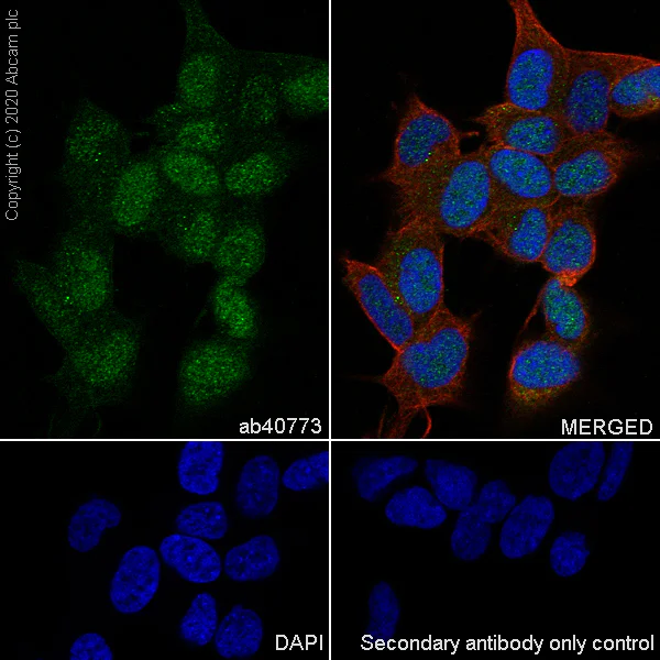 Immunocytochemistry/ Immunofluorescence - Anti-CDK5 antibody [EP715Y] - BSA and Azide free (AB220214)