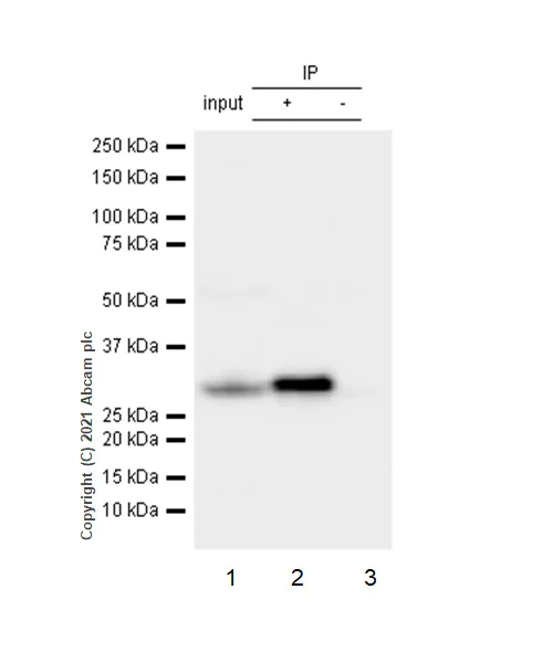 Immunoprecipitation - Anti-CDK5 antibody [EP715Y] - BSA and Azide free (AB220214)