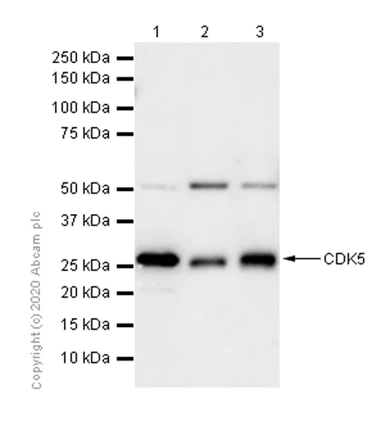 Western blot - Anti-CDK5 antibody [EP715Y] - BSA and Azide free (AB220214)