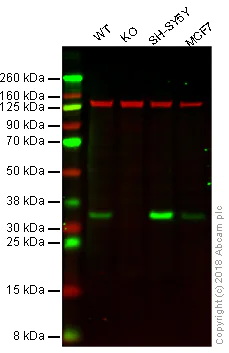 Western blot - Anti-CDK5 antibody [EP715Y] - BSA and Azide free (AB220214)