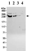 Western blot - Anti-CDK5RAP2 antibody (AB70213)
