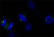 Immunocytochemistry/ Immunofluorescence - Anti-CDK5RAP2 antibody (AB86340)