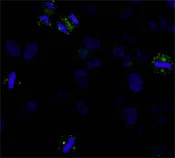 Immunocytochemistry/ Immunofluorescence - Anti-CDK5RAP2 antibody (AB86340)