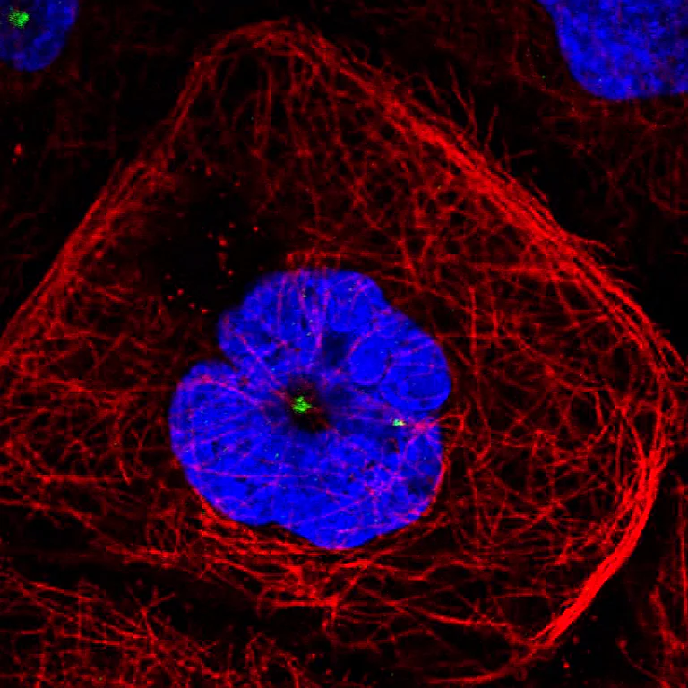 Immunocytochemistry/ Immunofluorescence - Anti-CDK5RAP2 Antibody [CL3392] (AB327115)