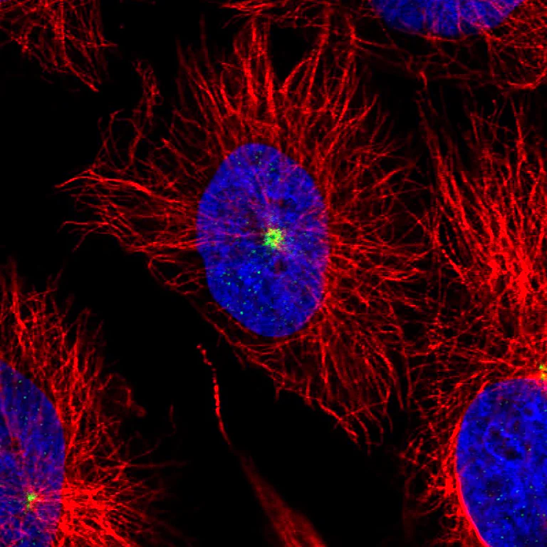 Immunocytochemistry/ Immunofluorescence - Anti-CDK5RAP2 Antibody [CL3392] (AB327115)