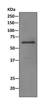 Western blot - Anti-CDK5RAP3 antibody [EPR11293] - BSA and Azide free (AB249450)