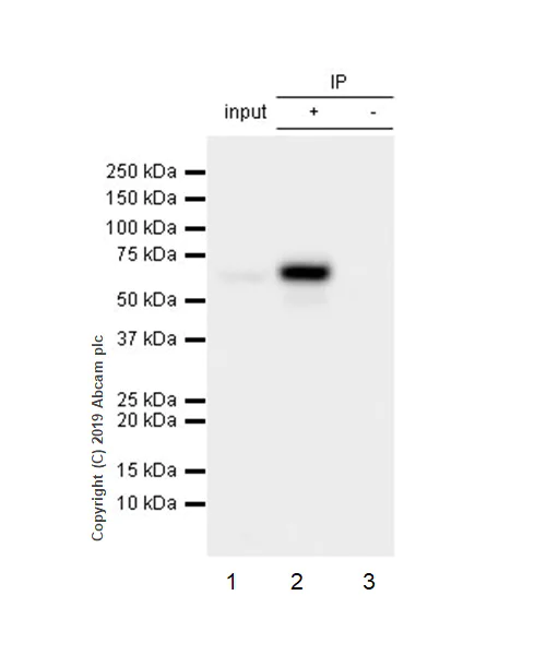 Immunoprecipitation - Anti-CDK5RAP3 antibody [EPR11294(B)] - BSA and Azide free (AB242399)