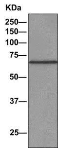 Immunoprecipitation - Anti-CDK5RAP3 antibody [EPR11294(B)] - BSA and Azide free (AB242399)