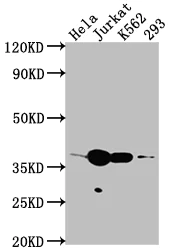 Western blot - Anti-Cdk6 antibody [8G3] (AB288368)
