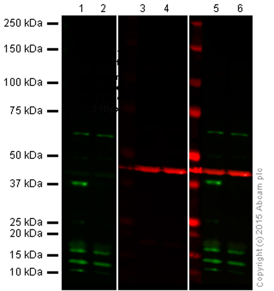 Western blot - Anti-Cdk6 antibody [8H4] (AB54576)
