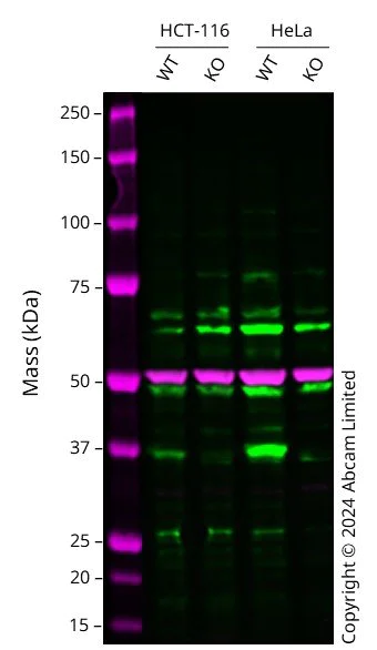 Western blot - Anti-Cdk6 antibody [8H4] (AB54576)