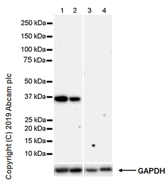 Western blot - Anti-Cdk6 antibody [98D] - BSA and Azide free (AB252796)