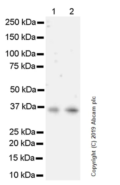 Western blot - Anti-Cdk6 antibody [98D] - BSA and Azide free (AB252796)