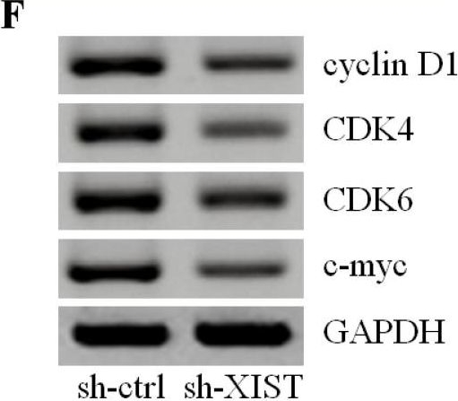 Anti-Cdk6 antibody (ab151247) | Abcam