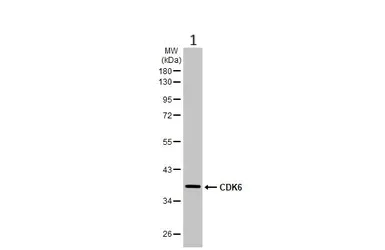 Western blot - Anti-Cdk6 antibody (AB151247)