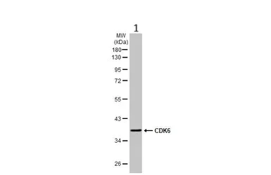 Western blot - Anti-Cdk6 antibody (AB151247)