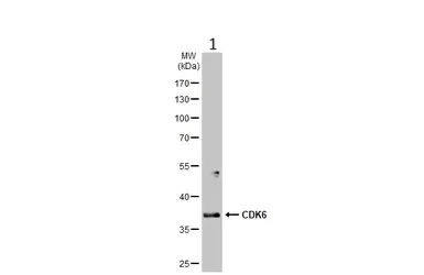 Western blot - Anti-Cdk6 antibody (AB151247)