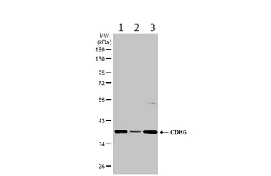 Western blot - Anti-Cdk6 antibody (AB151247)