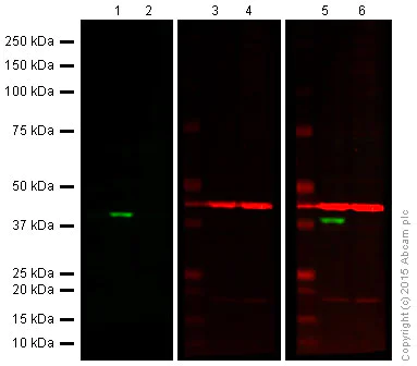 Western blot - Anti-Cdk6 antibody [EPR4515] (AB124821)