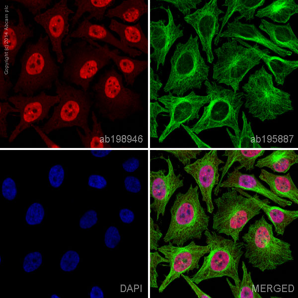 Immunocytochemistry/ Immunofluorescence - Anti-Cdk6 antibody [EPR4515] - BSA and Azide free (AB222395), expandable thumbnail