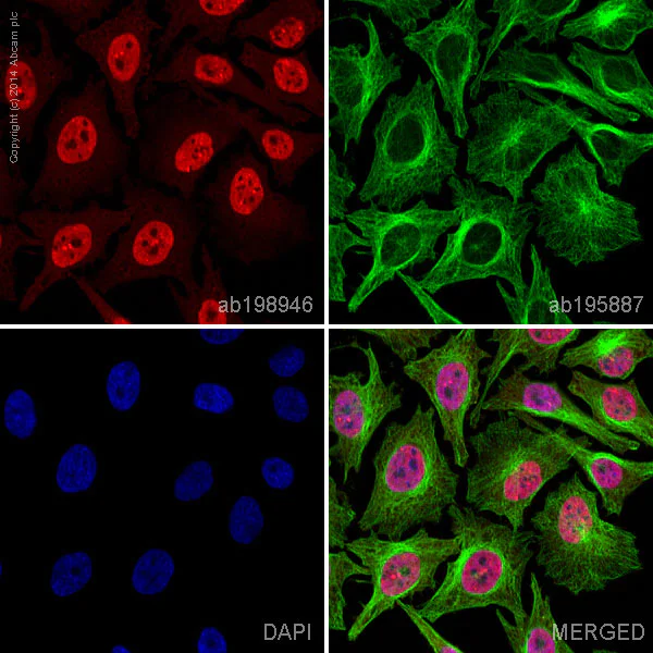Immunocytochemistry/ Immunofluorescence - Anti-Cdk6 antibody [EPR4515] - BSA and Azide free (AB222395)