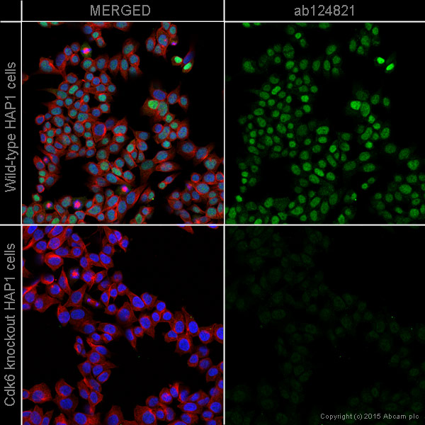 Immunocytochemistry/ Immunofluorescence - Anti-Cdk6 antibody [EPR4515] - BSA and Azide free (AB222395), expandable thumbnail
