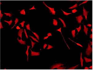 Immunocytochemistry/ Immunofluorescence - Anti-Cdk6 antibody [EPR4515] - BSA and Azide free (ab222395), expandable thumbnail