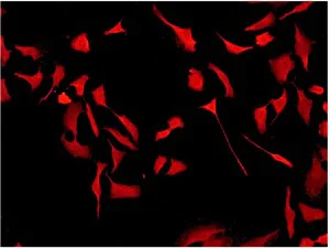 Immunocytochemistry/ Immunofluorescence - Anti-Cdk6 antibody [EPR4515] - BSA and Azide free (AB222395)