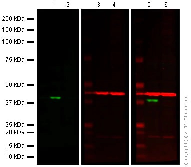 Western blot - Anti-Cdk6 antibody [EPR4515] - BSA and Azide free (ab222395), expandable thumbnail