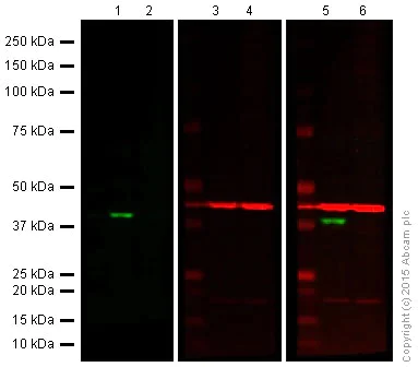 Western blot - Anti-Cdk6 antibody [EPR4515] - BSA and Azide free (AB222395)