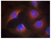 Immunocytochemistry/ Immunofluorescence - Anti-Cdk6 (phospho Y13) antibody (AB131439)